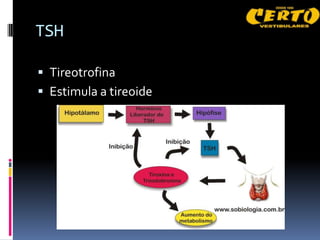 TSH

 Tireotrofina
 Estimula a tireoide
 