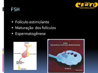 FSH

 Folículo estimulante
 Maturação dos folículos
 Espermatogênese
 