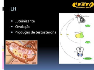 LH

 Luteinizante
 Ovulação
 Produção de testosterona
 