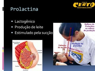 Prolactina

 Lactogênico
 Produção de leite
 Estimulado pela sucção
 
