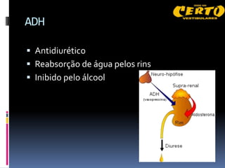 ADH

 Antidiurético
 Reabsorção de água pelos rins
 Inibido pelo álcool
 