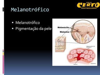 Melanotrófico

 Melanotrófico
 Pigmentação da pele
 