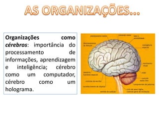 AS ORGANIZAÇÕES...Organizações como cérebros: importância do processamento de informações, aprendizagem e inteligência; cérebro como um computador, cérebro como um holograma.