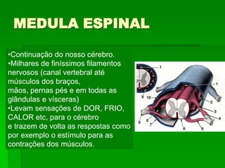 MEDULA ESPINAL
•Continuação do nosso cérebro.
•Milhares de finíssimos filamentos
nervosos (canal vertebral até
músculos dos braços,
mãos, pernas pés e em todas as
glândulas e vísceras)
•Levam sensações de DOR, FRIO,
CALOR etc, para o cérebro
e trazem de volta as respostas como
por exemplo o estímulo para as
contrações dos músculos.
 
