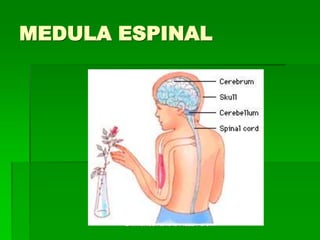 Dr. Mônica Koncke Fiuza Parolin
MEDULA ESPINAL
 
