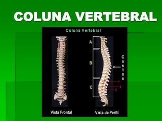 Dr. Mônica Koncke Fiuza Parolin
COLUNA VERTEBRAL
 