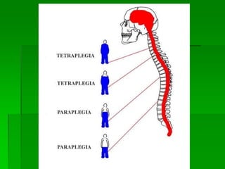Dr. Mônica Koncke Fiuza Parolin
 