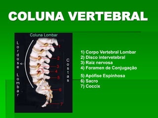 1) Corpo Vertebral Lombar
2) Disco intervetebral
3) Raiz nervosa
4) Foramen de Conjugação
5) Apófise Espinhosa
6) Sacro
7) Coccix
COLUNA VERTEBRAL
 