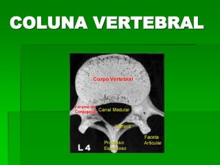 COLUNA VERTEBRAL
 
