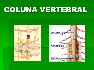 COLUNA VERTEBRAL
 