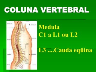 COLUNA VERTEBRAL
Medula
C1 a L1 ou L2
L3 ....Cauda eqüina
 