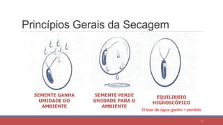 Princípios Gerais da Secagem
SEMENTE GANHA
UMIDADE DO
AMBIENTE
SEMENTE PERDE
UMIDADE PARA O
AMBIENTE
EQUILIBRIO
HIGROSCÓPICO
O teor de água ganho = perdido
11
 