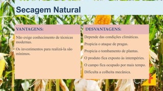 Secagem Natural
VANTAGENS:
Não exige conhecimento de técnicas
modernas.
Os investimentos para realizá-la são
mínimos.
DESVANTAGENS:
Depende das condições climáticas.
Propicia o ataque de pragas.
Propicia o tombamento de plantas.
O produto fica exposto às intempéries.
O campo fica ocupado por mais tempo.
Dificulta a colheita mecânica.
20
 