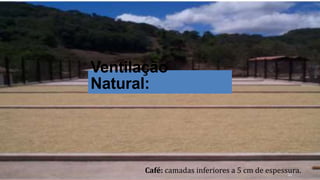 Ventilação
Natural:
Café: camadas inferiores a 5 cm de espessura.
22
 