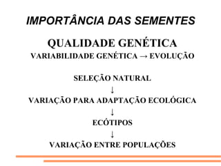 IMPORTÂNCIA DAS SEMENTES
QUALIDADE GENÉTICA
VARIABILIDADE GENÉTICA → EVOLUÇÃO
SELEÇÃO NATURAL
↓
VARIAÇÃO PARA ADAPTAÇÃO ECOLÓGICA
↓
ECÓTIPOS
↓
VARIAÇÃO ENTRE POPULAÇÕES
 