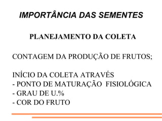 IMPORTÂNCIA DAS SEMENTES
PLANEJAMENTO DA COLETA
CONTAGEM DA PRODUÇÃO DE FRUTOS;
INÍCIO DA COLETA ATRAVÉS
- PONTO DE MATURAÇÃO FISIOLÓGICA
- GRAU DE U.%
- COR DO FRUTO
 