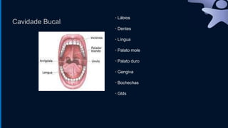 Cavidade Bucal
• Lábios
• Dentes
• Língua
• Palato mole
• Palato duro
• Gengiva
• Bochechas
• Glds
 