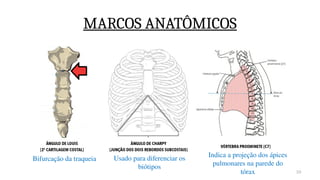 10
MARCOS ANATÔMICOS
Bifurcação da traqueia Usado para diferenciar os
biótipos
Indica a projeção dos ápices
pulmonares na parede do
tórax
 