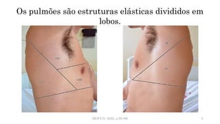 (ROCCO, 2022. p.98-99) 4
Os pulmões são estruturas elásticas divididos em
lobos.
 
