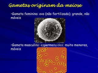 Gametas originam da meiose
•Gameta feminina: ovo (não fertilizado); grande, não
móveis




•Gameta masculina: espermatoide...