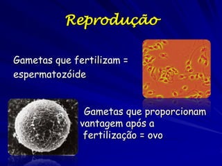 Reprodução

Gametas que fertilizam =
espermatozóide


              Gametas que proporcionam
             vantagem após a
...