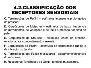 Reseptor Pacini Ruffini AULAS Fisiologia Sistema Nervoso 2 - 2026.pptx
