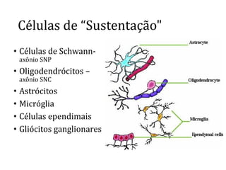 Células de “Sustentação"
• Células de Schwann-
axônio SNP
• Oligodendrócitos –
axônio SNC
• Astrócitos
• Micróglia
• Células ependimais
• Gliócitos ganglionares
 