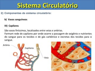 2) Componentes do sistema circulatório:
b) Vasos sanguíneos
III) Capilares
São vasos finíssimos, localizados entre veias e artérias.
Formam rede de capilares por onde ocorre a passagem de oxigênio e nutrientes
do sangue para os tecidos e de gás carbônico e excretas dos tecidos para o
sangue.
Sistema CirculatórioSistema Circulatório
Artéria
Veia
Capilares
 