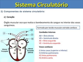 2) Componentes do sistema circulatório:
c) Coração
Órgão muscular oco que realiza o bombeamento do sangue no interior dos vasos
sanguíneos.
Sistema CirculatórioSistema Circulatório
Cavidades Internas
AD = Átrio direito
VD = Ventrículo direito
AE = Átrio esquerdo
VE = Ventrículo esquerdo
Vasos cardíacos
I) Veias cavas (superior e inferior)
II) Artérias pulmonares
III) Veias pulmonares
IV) Artéria aorta
Válvula
Bicúspide
(Mitral)
Válvula
Tricúspide
Formado por tecido muscular estriado cardíaco
 