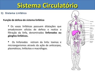 3) Sistema Linfático
Sistema CirculatórioSistema Circulatório
Função de defesa do sistema linfático
 Os vasos linfáticos possuem dilatações que
amadurecem células de defesa e realiza a
filtração da linfa, denominados linfonodos ou
gânglios linfáticos.
 Os linfonodos retiram da linfa: toxinas e
microorganismos através da ação de anticorpos,
plasmóticos, linfócitos e macrófagos.
 