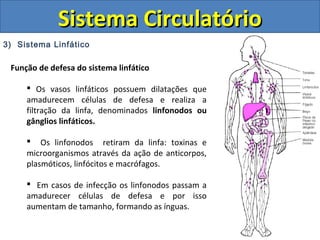 3) Sistema Linfático
Sistema CirculatórioSistema Circulatório
Função de defesa do sistema linfático
 Os vasos linfáticos possuem dilatações que
amadurecem células de defesa e realiza a
filtração da linfa, denominados linfonodos ou
gânglios linfáticos.
 Os linfonodos retiram da linfa: toxinas e
microorganismos através da ação de anticorpos,
plasmóticos, linfócitos e macrófagos.
 Em casos de infecção os linfonodos passam a
amadurecer células de defesa e por isso
aumentam de tamanho, formando as ínguas.
 
