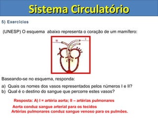 5) Exercícios
(UNESP) O esquema abaixo representa o coração de um mamífero:
Baseando-se no esquema, responda:
a) Quais os nomes dos vasos representados pelos números I e II?
b) Qual é o destino do sangue que percorre estes vasos?
Sistema CirculatórioSistema Circulatório
Resposta: A) I = artéria aorta; II – artérias pulmonares
Aorta conduz sangue arterial para os tecidos
Artérias pulmonares conduz sangue venoso para os pulmões.
 