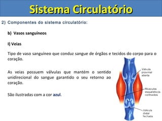 2) Componentes do sistema circulatório:
b) Vasos sanguíneos
I) Veias
Tipo de vaso sanguíneo que conduz sangue de órgãos e tecidos do corpo para o
coração.
Sistema CirculatórioSistema Circulatório
As veias possuem válvulas que mantém o sentido
unidirecional do sangue garantido o seu retorno ao
coração.
São ilustradas com a cor azul.
 