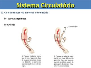 2) Componentes do sistema circulatório:
b) Vasos sanguíneos
II) Artérias
Sistema CirculatórioSistema Circulatório
 