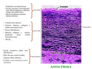 •Endotélio com lâmina basal;
•Tecido conjuntivo sub-endotelial
com fibras colágenas e elásticas,
células musculares lisas;
•MLEI (membrana limitante
elástica interna);
• Camada mais espessa;
• Lâminas elásticas, colágeno e
células musculares lisas;
• Poucos fibroblastos;
• Material colágeno e elástico
produzido pelas células
musculares lisas;
• MLEE;
•Tecido conjuntivo denso com
fibroblastos;
•Mais fina que a túnica média;
•Algumas fibras elásticas;
•Contém a vasa vasorum e a nervi
vascularis
Artéria Elástica
 