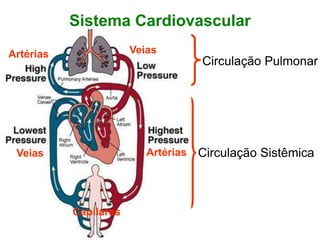 Sistema Cardiovascular
Circulação Pulmonar
Circulação Sistêmica
Veias
Artérias
Veias
Capilares
Artérias
 