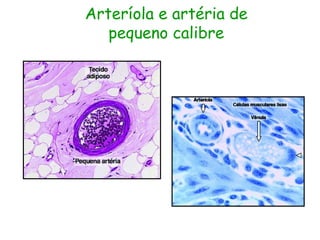 Arteríola e artéria de
pequeno calibre
 