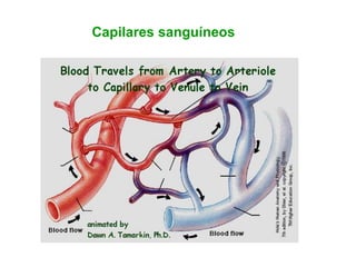 Capilares sanguíneos
 