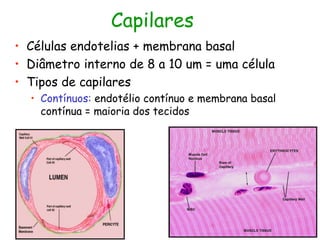 Capilares
• Células endotelias + membrana basal
• Diâmetro interno de 8 a 10 um = uma célula
• Tipos de capilares
• Contínuos: endotélio contínuo e membrana basal
contínua = maioria dos tecidos
 