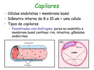 Capilares
• Células endotelias + membrana basal
• Diâmetro interno de 8 a 10 um = uma célula
• Tipos de capilares
• Fenestrados com diafragma: poros no endotélio e
membrana basal contínua: rim, intestino, glândulas
endócrinas
 