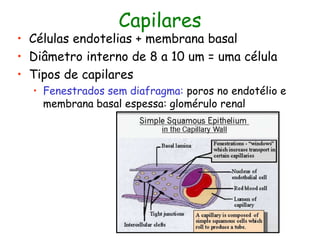 Capilares
• Células endotelias + membrana basal
• Diâmetro interno de 8 a 10 um = uma célula
• Tipos de capilares
• Fenestrados sem diafragma: poros no endotélio e
membrana basal espessa: glomérulo renal
 