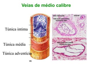 Veias de médio calibre
Túnica intima
Túnica média
Túnica adventícia
 