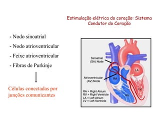 Estimulação elétrica do coração: Sistema
Condutor do Coração
- Nodo sinoatrial
- Nodo atrioventricular
- Feixe atrioventricular
- Fibras de Purkinje
Células conectadas por
junções comunicantes
 