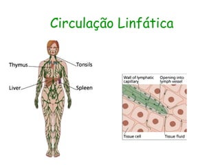 Circulação Linfática
 
