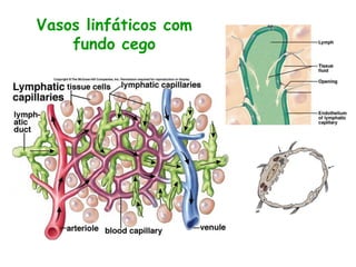 Vasos linfáticos com
fundo cego
 