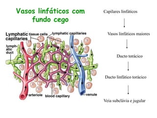 Vasos linfáticos com
fundo cego
Capilares linfáticos
Vasos linfáticos maiores
Ducto torácico
Ducto linfático torácico
Veia subclávia e jugular
 