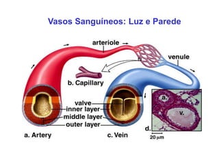 Vasos Sanguíneos: Luz e Parede
 