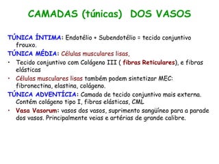 CAMADAS (túnicas) DOS VASOS
TÚNICA ÍNTIMA: Endotélio + Subendotélio = tecido conjuntivo
frouxo.
TÚNICA MÉDIA: Células musculares lisas,
• Tecido conjuntivo com Colágeno III ( fibras Reticulares), e fibras
elásticas
• Células musculares lisas também podem sintetizar MEC:
fibronectina, elastina, colágeno.
TÚNICA ADVENTÍCIA: Camada de tecido conjuntivo mais externa.
Contém colágeno tipo I, fibras elásticas, CML
• Vasa Vasorum: vasos dos vasos, suprimento sangüíneo para a parade
dos vasos. Principalmente veias e artérias de grande calibre.
 