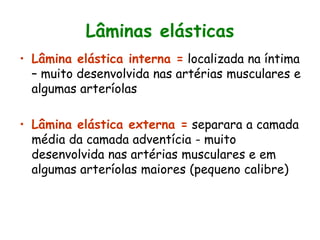 Lâminas elásticas
• Lâmina elástica interna = localizada na íntima
– muito desenvolvida nas artérias musculares e
algumas arteríolas
• Lâmina elástica externa = separara a camada
média da camada adventícia - muito
desenvolvida nas artérias musculares e em
algumas arteríolas maiores (pequeno calibre)
 