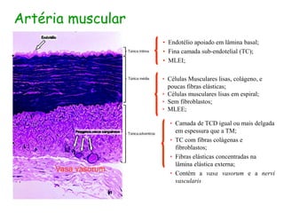 • Endotélio apoiado em lâmina basal;
• Fina camada sub-endotelial (TC);
• MLEI;
• Células Musculares lisas, colágeno, e
poucas fibras elásticas;
• Células musculares lisas em espiral;
• Sem fibroblastos;
• MLEE;
• Camada de TCD igual ou mais delgada
em espessura que a TM;
• TC com fibras colágenas e
fibroblastos;
• Fibras elásticas concentradas na
lâmina elástica externa;
• Contém a vasa vasorum e a nervi
vascularis
Artéria muscular
Vasa vasorum
 